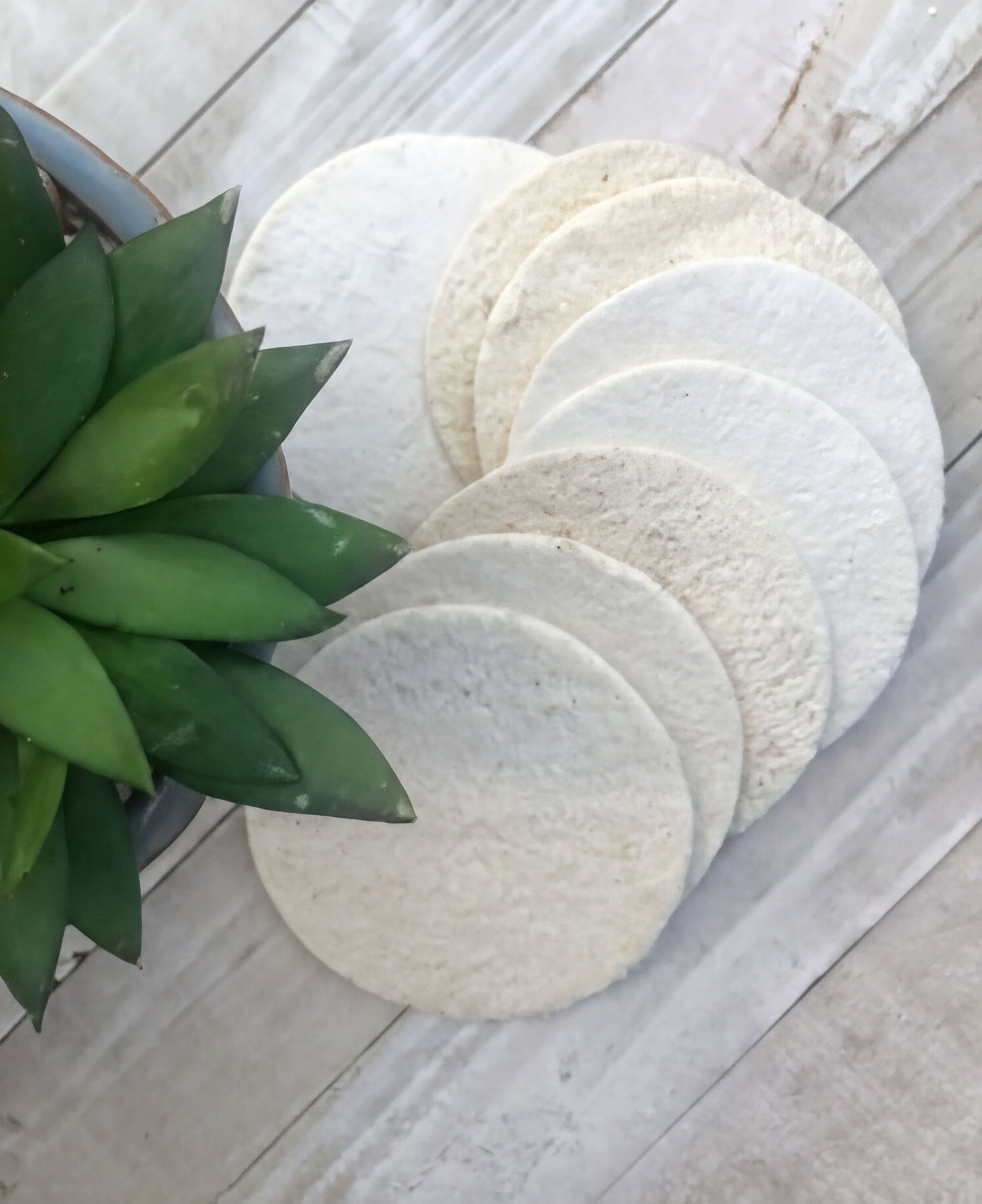 A potted succulent plant sits on a white wooden surface, with several white, round, flat bread rolls or tortillas arranged in a circular pattern next to it.